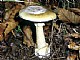 Controllo dei funghi in Appennino